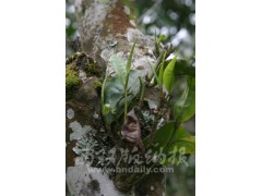 影响老树茶品质因素探讨及改良建议