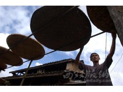 古六大茶山 频现制茶高手