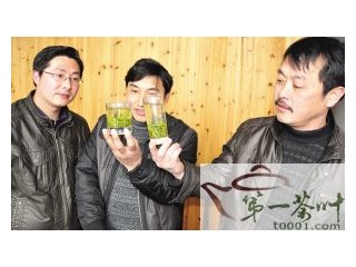 浙江：春茶未上市 茶商慕名来