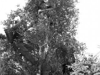 杭州茶农被采茶工集体“放鸽子”