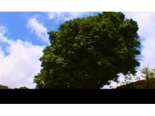 临沧茶文化专题视频系列——茶之魂 (253播放)