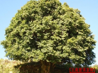 云南凤庆3200年茶树王