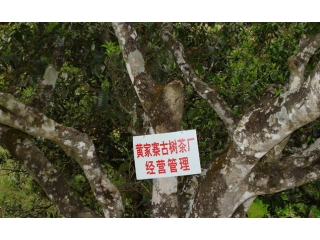 漭水茶厂古茶园