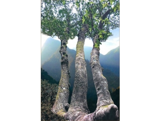 云南普洱茶网古茶树保护专题